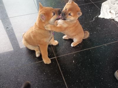 Nuri🩷 Kuma 💜Sol 💚(on hold) and Aki ♥️ Shiba Inu puppies in Wexford