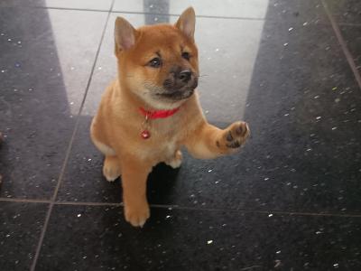 Nuri🩷 Kuma 💜Sol 💚(on hold) and Aki ♥️ Shiba Inu puppies in Wexford