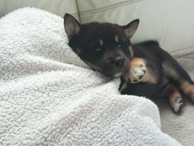 Nuri🩷 Kuma 💜Sol 💚(on hold) and Aki ♥️ Shiba Inu puppies in Wexford
