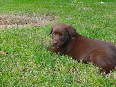 Chocolate Labrador Retriever X puppies 8 weeks old in Wicklow
