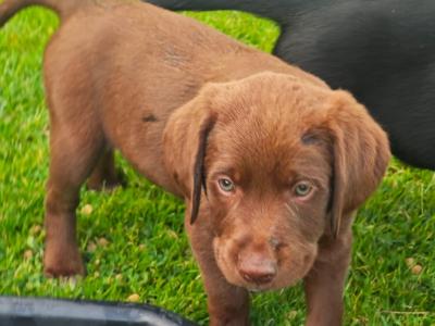 Chocolate Labrador Retriever X puppies 8 weeks old in Wicklow