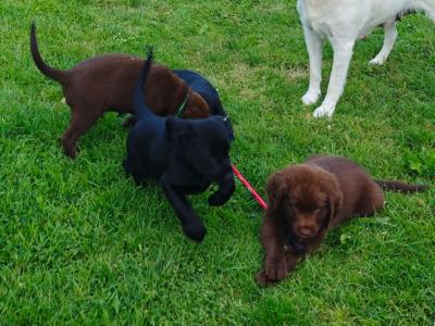 Chocolate Labrador Retriever X puppies 8 weeks old in Wicklow