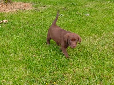 Chocolate Labrador Retriever X puppies 8 weeks old in Wicklow