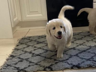 IKC Registered Golden Retriever Puppies