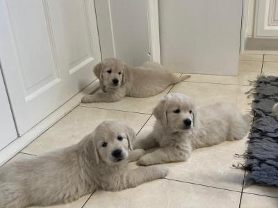IKC Registered Golden Retriever Puppies