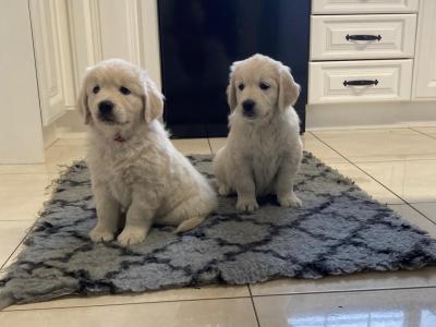 IKC Registered Golden Retriever Puppies