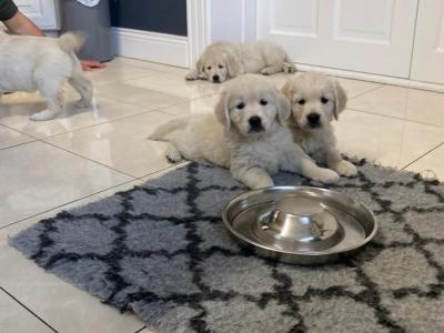 IKC Registered Golden Retriever Puppies