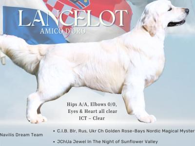 IKC Registered Golden Retriever Puppies