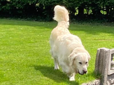 IKC Registered Golden Retriever Puppies