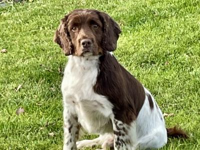 Springer Spaniel for Stud