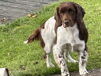 Springer Spaniel for Stud