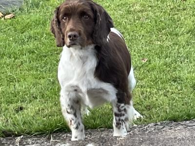 Springer Spaniel for Stud