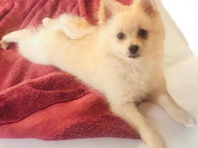Fluffy & Cute Pomeranian puppies in Cork
