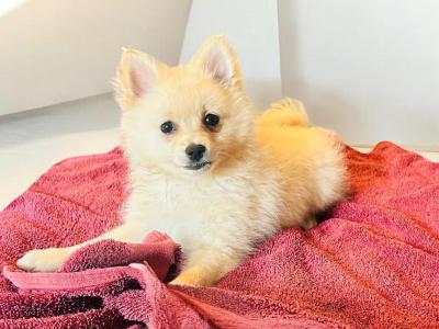 Fluffy & Cute Pomeranian puppies in Cork