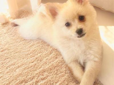Fluffy & Cute Pomeranian puppies in Cork