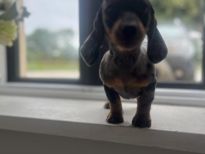 Merle Dachshund puppy 🐶 female