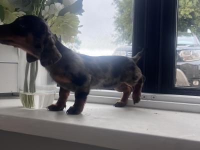Merle Dachshund puppy 🐶 female