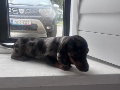 Merle Dachshund puppy 🐶 female