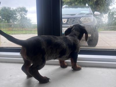 Merle Dachshund puppy 🐶 female