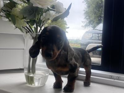Merle Dachshund puppy 🐶 female