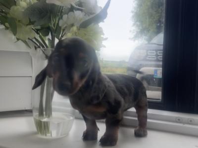 Merle Dachshund puppy 🐶 female