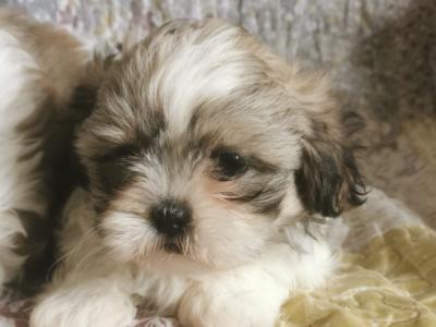 Maltese cross Shih Tzu