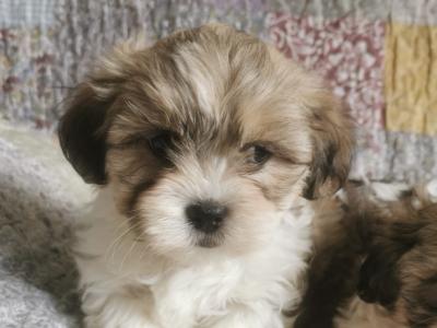 Maltese x Shih Tzu puppies (Malshi) in Tipperary