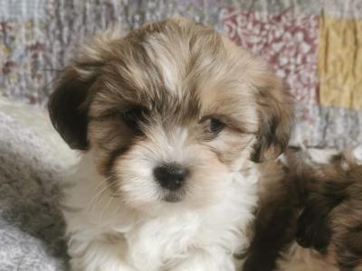 Maltese cross Shih Tzu