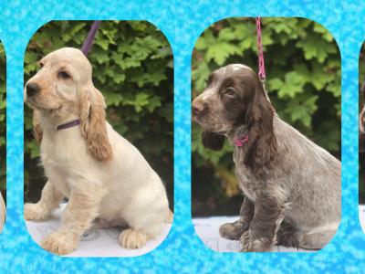 Cocker Spaniel puppies in Armagh