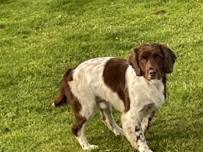 Springer Spaniel for Stud