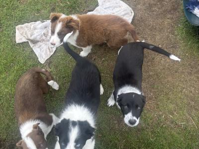 Male Border Collie puppy in Roscommon