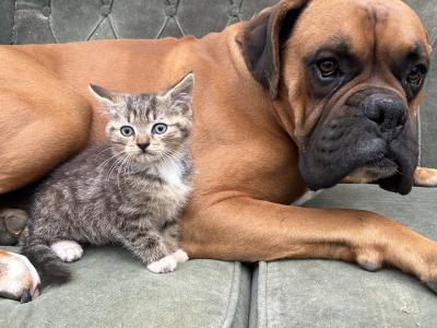 Beautiful boxer available for stud