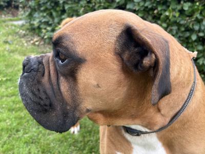 Beautiful boxer available for stud