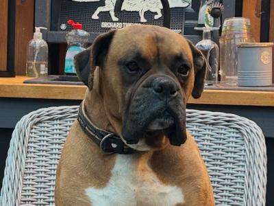 Beautiful boxer available for stud