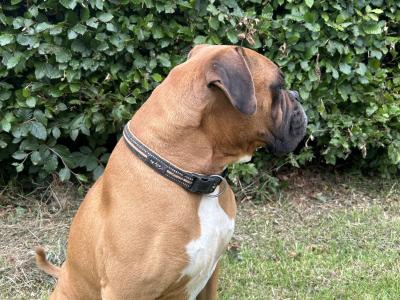 Beautiful boxer available for stud