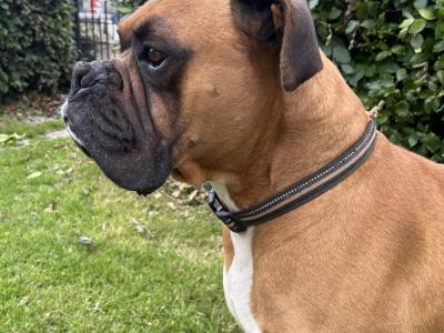 Beautiful boxer available for stud