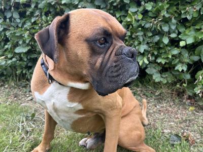 Beautiful boxer available for stud