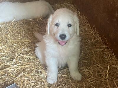Beautiful Golden Retriever puppies for sale in Galway