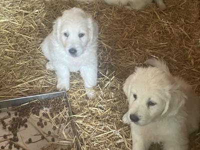 Beautiful Golden Retriever puppies for sale in Galway