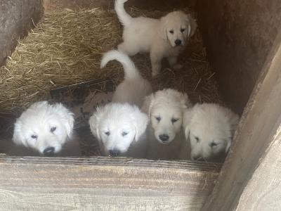 Beautiful Golden Retriever puppies for sale in Galway