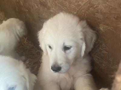 Beautiful Golden Retriever puppies for sale in Galway