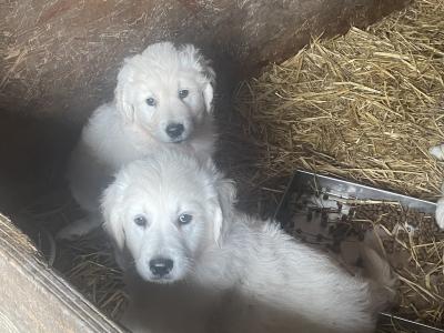 Beautiful Golden Retriever puppies for sale in Galway