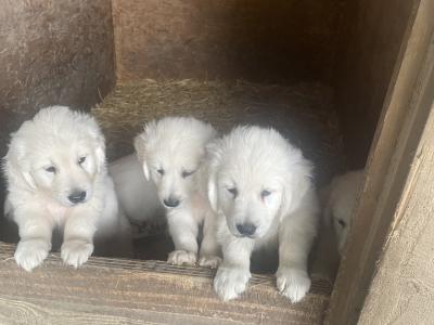 Beautiful Golden Retriever puppies for sale in Galway