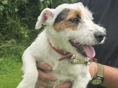 2 Parson Russell Terrier puppies 7 months old in Limerick
