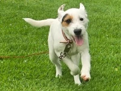 2 Parson Russell Terrier puppies 7 months old in Limerick