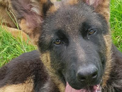 Female German Shepherd Pup IKC registered