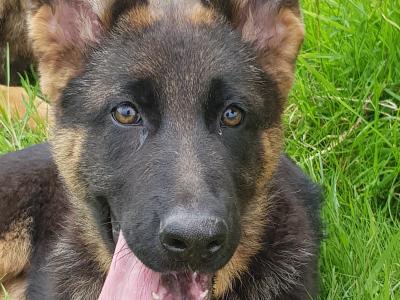 Female German Shepherd Pup IKC registered