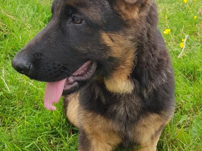 Female German Shepherd Pup IKC registered