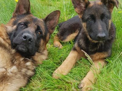 Female German Shepherd Pup IKC registered