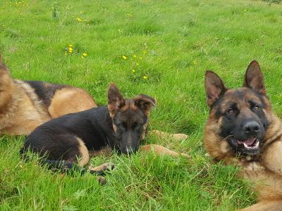 Female German Shepherd Pup IKC registered